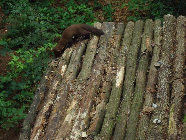 Damenfahrt Otterzentrum 025.jpg